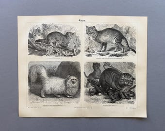 1890 – Cats | Antique original wood engraving | Historical cat print