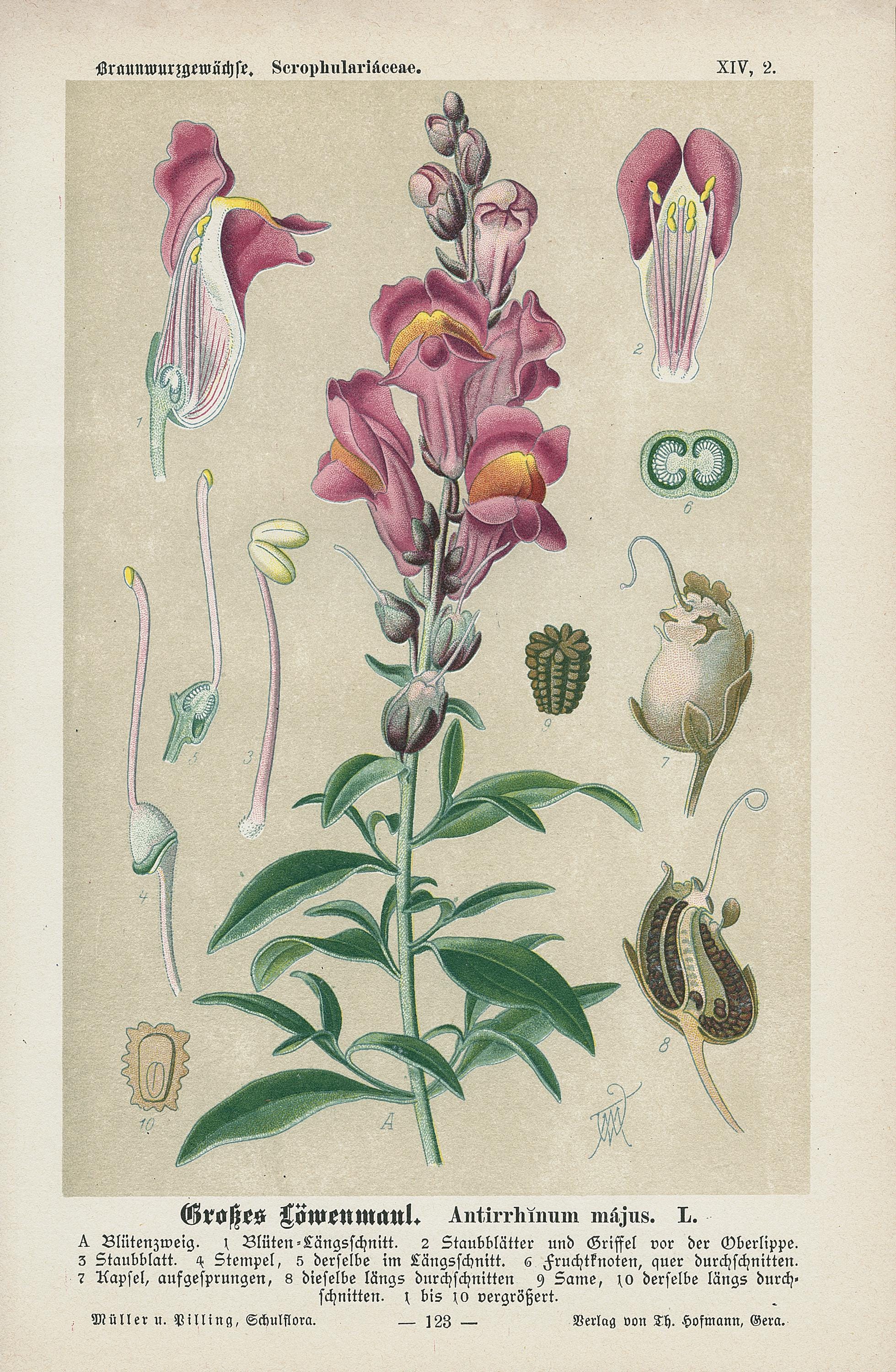 Large Snapdragon – Antique Lithograph From 1894 – Botanical