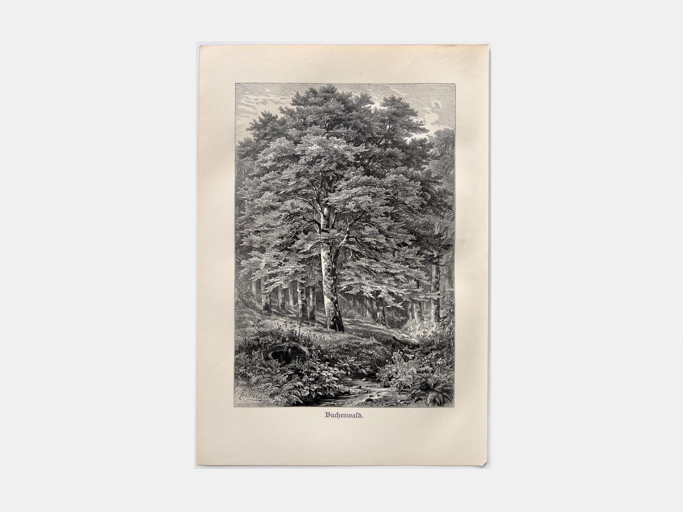 1888年 ブナの森 – アンティーク木版画 | ヴィンテージ植物画 - Etsy 日本