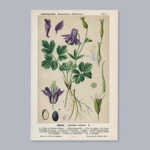 Aquilegia (Aquilegia vulgaris) / Litografia botanica antica del 1894 / Stampa vegetale d'epoca