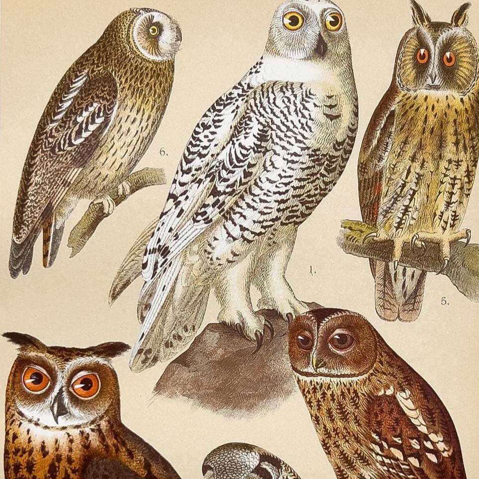 1905年 – シロフクロウとワシミミズク – アンティークオリジナル