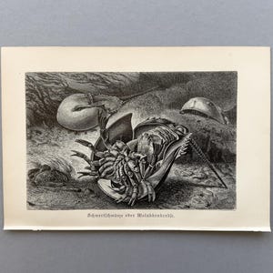 Puede incluir: Grabado vintage en blanco y negro que representa varios cangrejos herradura en un entorno natural. La ilustración detallada muestra la anatomía y el entorno de los cangrejos, con texto en la parte inferior.
