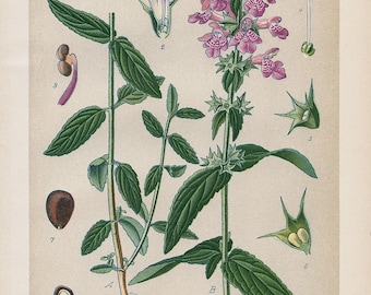 Hierba de las heridas de los pantanos (Stachys palustris) – Litografía botánica antigua de 1894