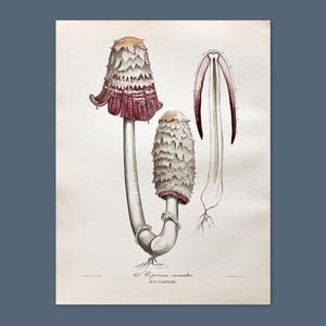 Litografia antica di un fungo del 1956 / Coprinus comatus (Cappuccetto rosso peloso) / Illustrazione di un fungo d'epoca