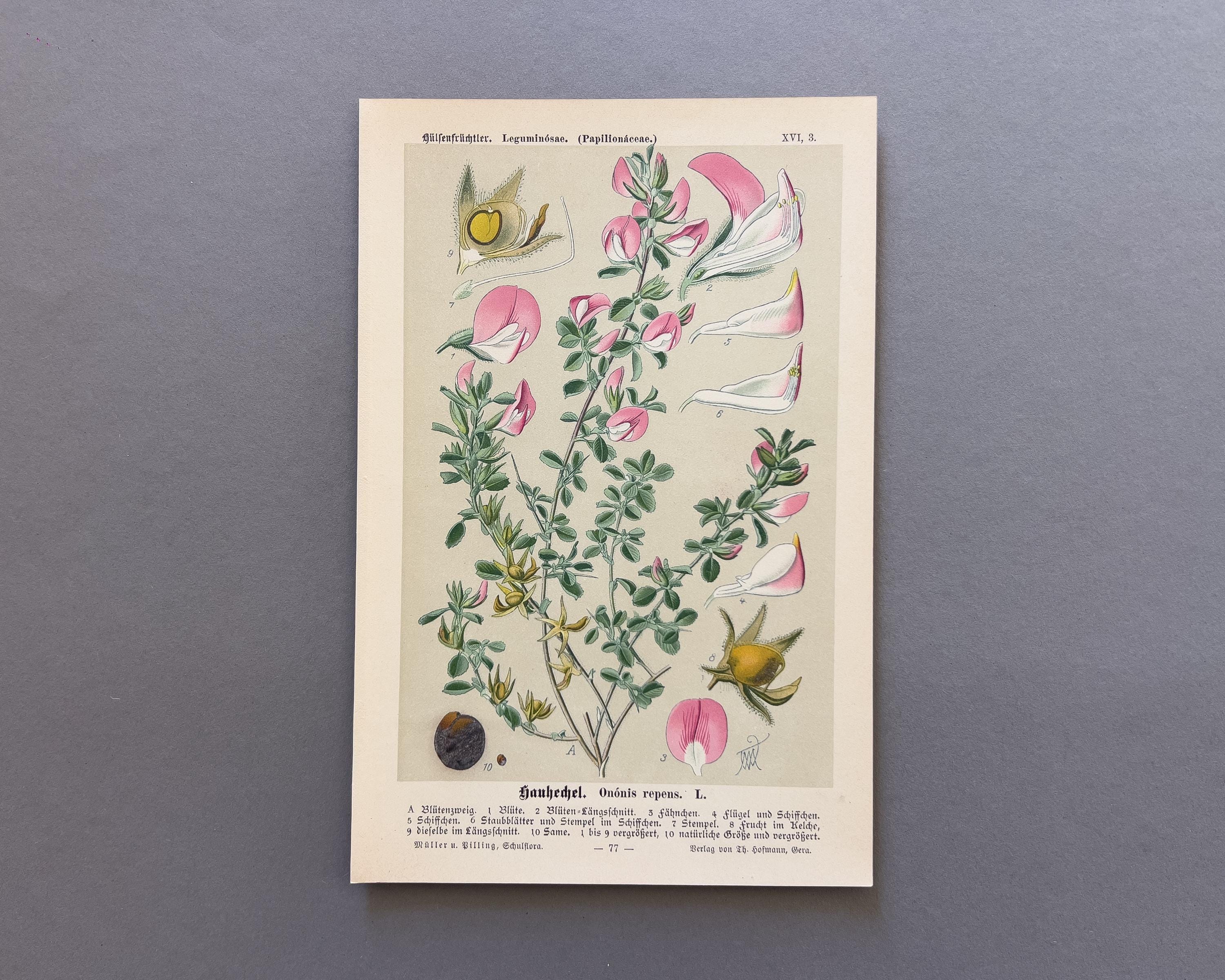 1894年 クリーピング・レストハロー（Ononis repens） – アンティーク