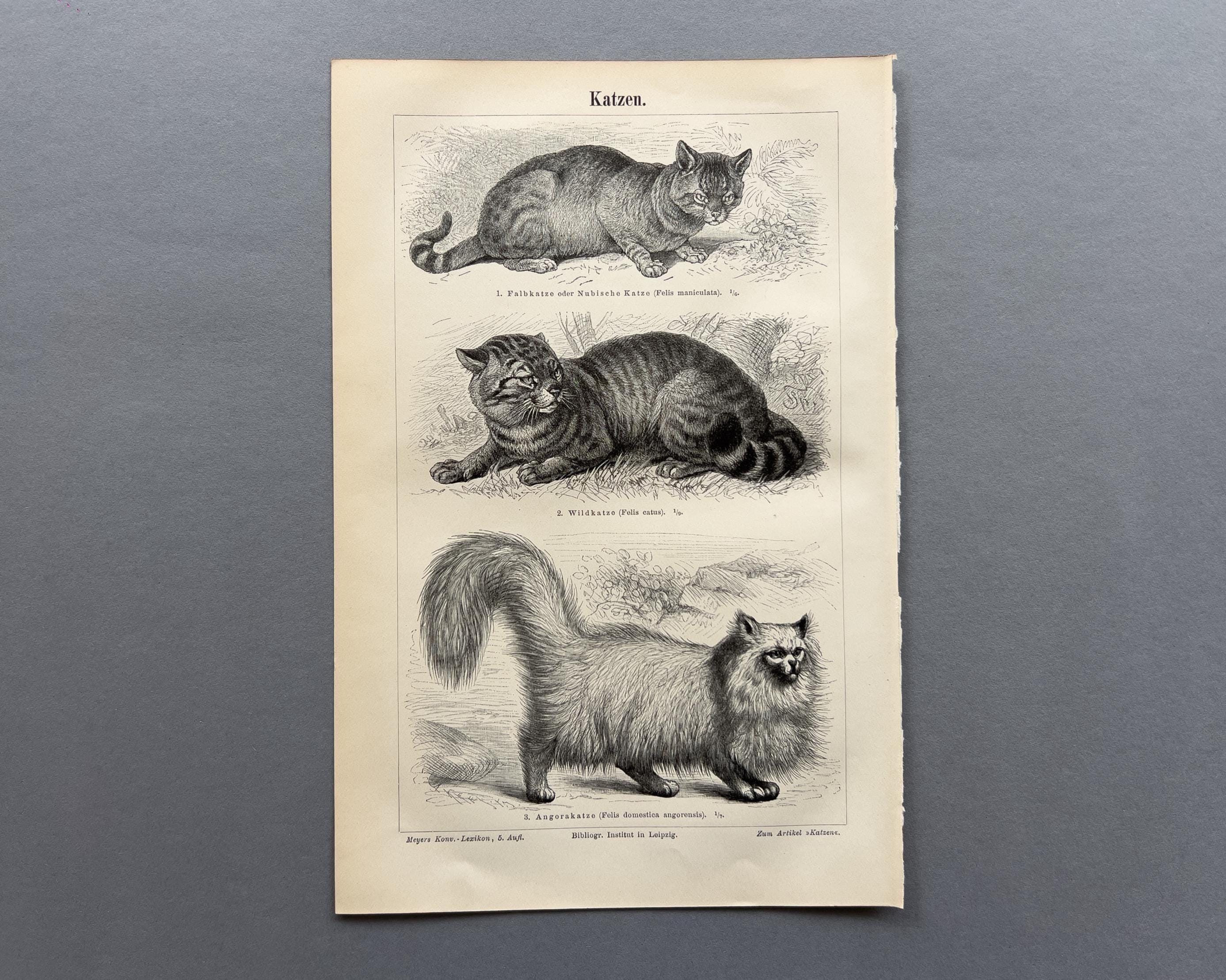その他 Cats il_fullxfull.7675366216_ftot.jpg