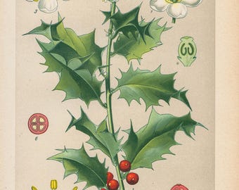 thuja nachpflanzen Thuja 'Smaragd' (160 - 180 cm) als Topfware