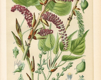黒ポプラ（Populus nigra） – 1894年のアンティークリトグラフ - Etsy 日本