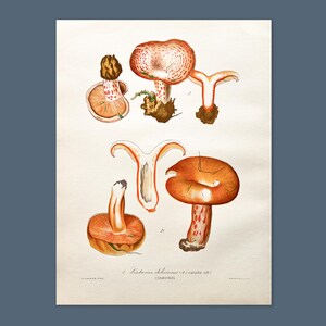 Litografia antica di un fungo del 1956 / Lactarius deliciosus (Lattario) / Illustrazione di un fungo d'epoca