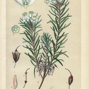 Tè di palude del Labrador (Ledum palustre) / Litografia botanica antica del 1894 / Illustrazione di pianta d'epoca