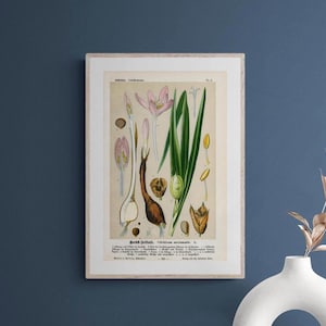 Autunno senza tempo (Colchicum autunnale L.) – Litografia antica del 1894