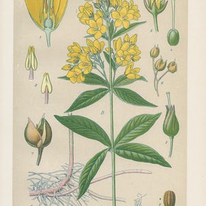 Lisimachia gialla (Lysimachia vulgaris) / Litografia antica del 1894 / Stampa botanica d'epoca