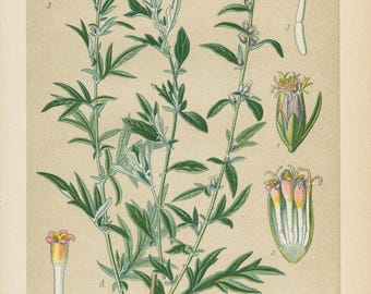 Common Mugwort (Artemisia vulgaris) | Antique Lithograph
