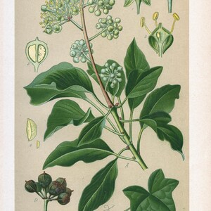 Edera comune (Hedera helix) / Litografia antica del 1894 / Stampa botanica d'epoca