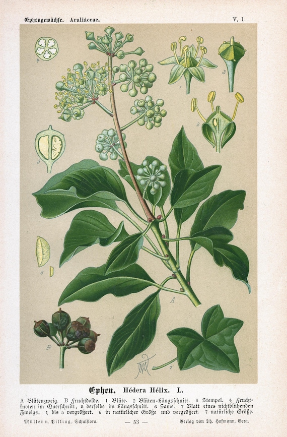1894 | Ivy (hedera Helix) | Antique Original Lithograph | Botanical  Illustration - Etsy