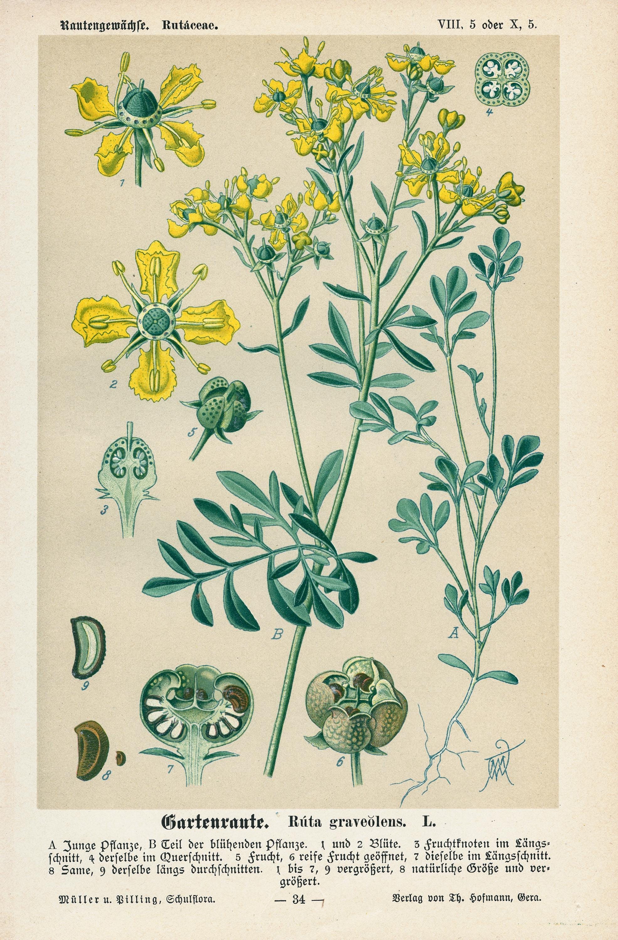 1894年｜ヘンルーダ｜アンティーク石版画（Ruta graveolens） - Etsy 日本