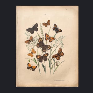 Schmetterlinge – Mohrenfalter & kleine Perlmuttfalter – Antike Chromolithographie von 1876