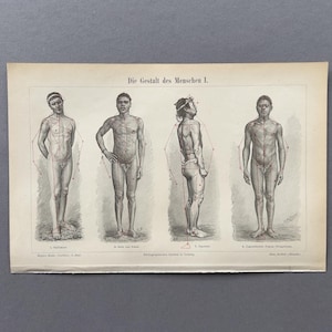 Può includere: Stampa antica con quattro illustrazioni anatomiche della forma umana, con contorni e misure dettagliate. Il testo in alto recita "Die Gestalt des Menschen I." Le figure sono raffigurate in varie pose.