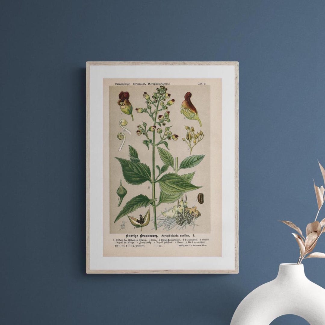 1824年フランスアンティークリトグラフ　フランスアンティーク版画　植物画　大判 1905年頃の植物画4枚セット - 野花の壁アート - オリジナル