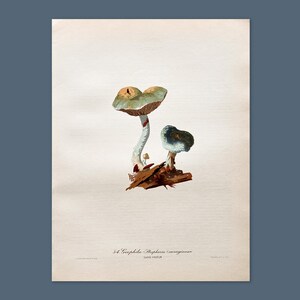 Litografia antica di un fungo del 1956 / Stropharia aeruginosa (Verdigris Roundhead) / Illustrazione di funghi d'epoca