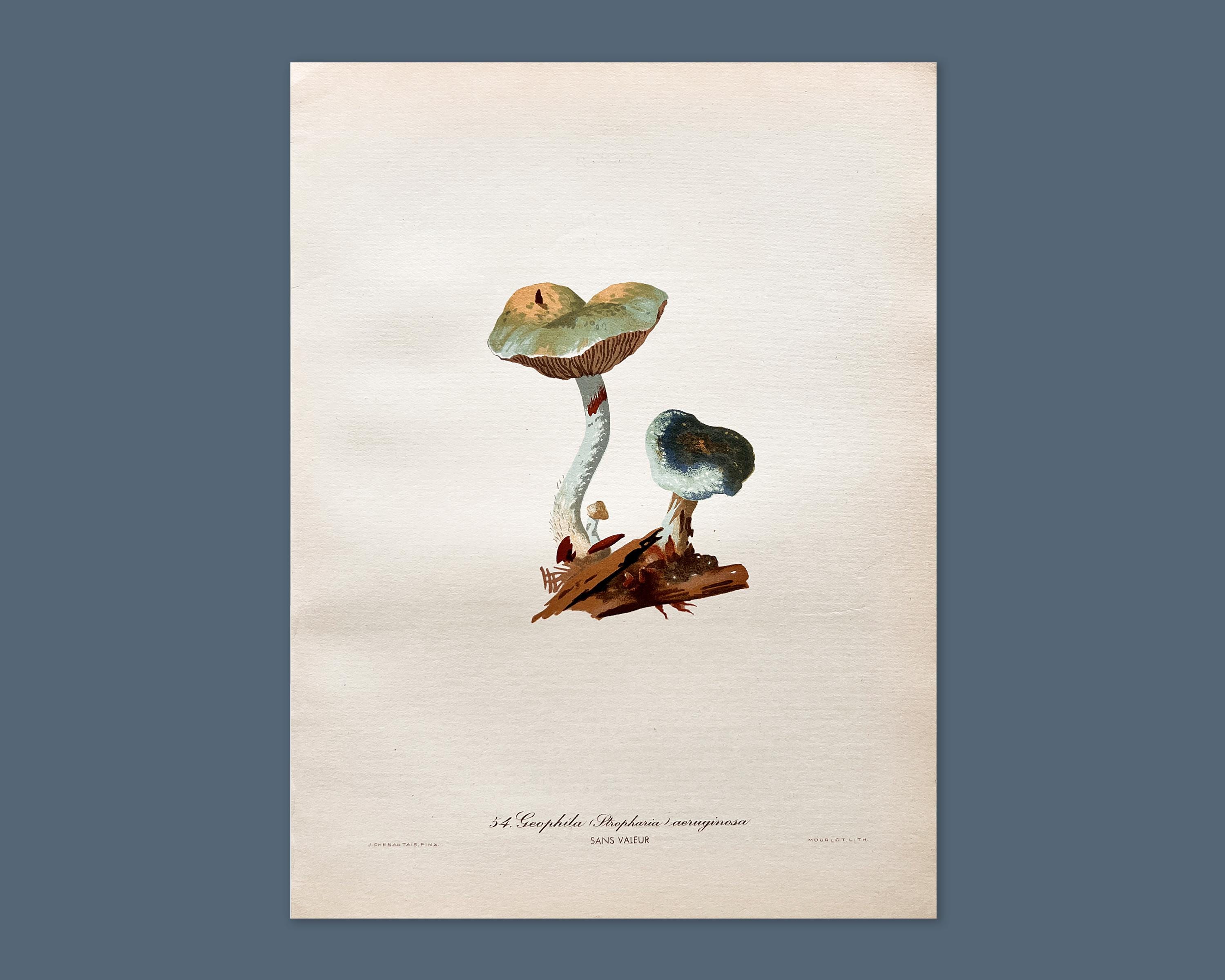 Cyanescens - Etsy 日本