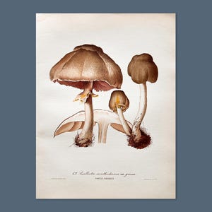 Litografia antica di un fungo del 1956 / Psalliota xanthoderma var. grisea (fungo dalle macchie gialle) / Illustrazione di un fungo d'epoca