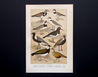 1905 – Plovers & Oystercatcher – Antique Original Lithograph | Ornithological Bird Print