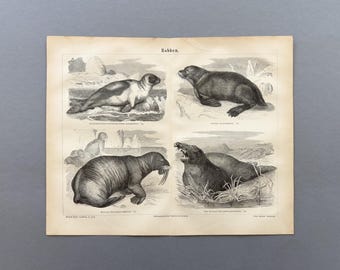 1876 – Sellos / Grabado en madera antiguo original / Morsa, león marino, elefante marino, historia natural