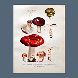 Litografia antica di un fungo del 1956 / Russula xerampelina (Granchio fragile) / Illustrazione di un fungo d'epoca