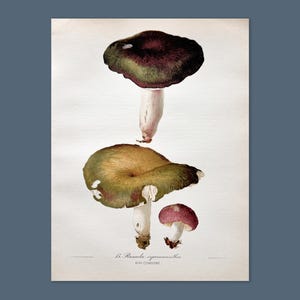 Litografia antica di un fungo del 1956 / Russula cyanoxantha (bruciatore di carbone) / Illustrazione di un fungo d'epoca