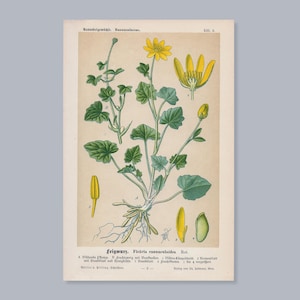 Celidonia minore – Litografia antica del 1894 / Stampa botanica originale