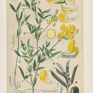 Weideerwt (Lathyrus pratensis) – vintage lithografie uit 1894