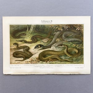 Könnte beinhalten: Antiker Druck mit verschiedenen Schlangenarten in einer naturalistischen Umgebung. Die Illustration zeigt Schlangen in Grün-, Braun- und Grautönen mit detaillierten Darstellungen ihrer Schuppen und Muster. Der Druck enthält deutschen Text oben und Beschriftungen unten.