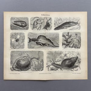 May include: An antique print featuring detailed black and white illustrations of various snail and slug species. The print, titled "Schnecken," showcases different types of mollusks with scientific labels, offering a glimpse into historical zoological studies.