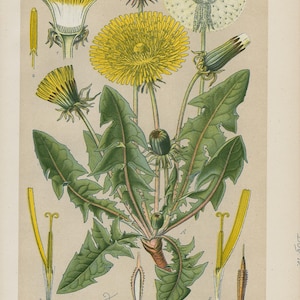 Tarassaco (Taraxacum officinale) / Litografia originale del 1894 / Stampa botanica d'epoca