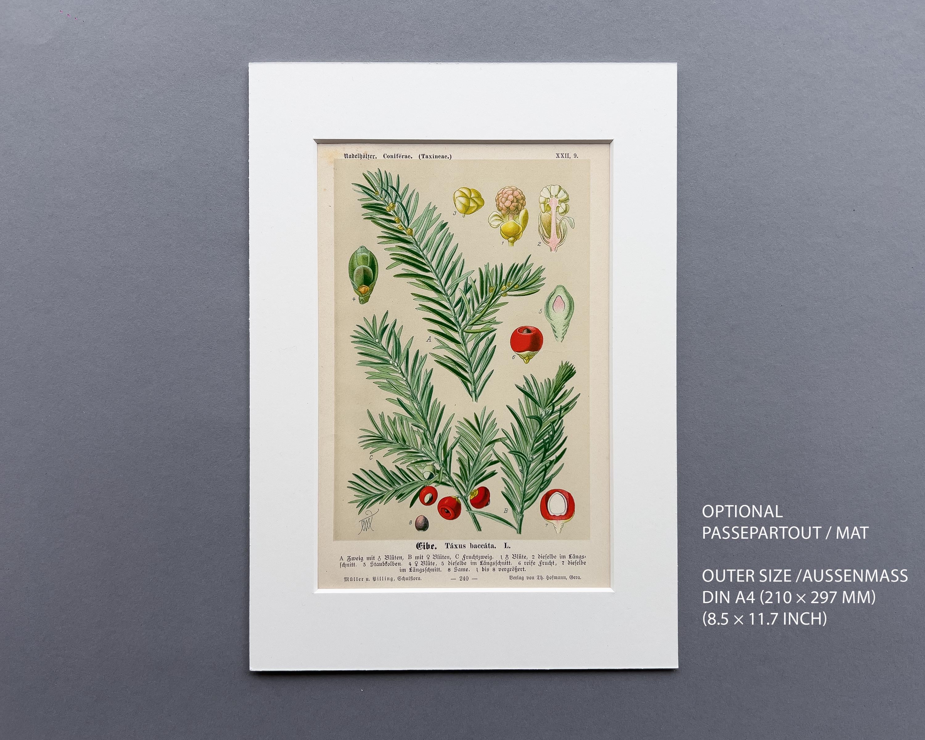 1894年 イチイ – アンティーク植物リトグラフ – (Taxus baccata