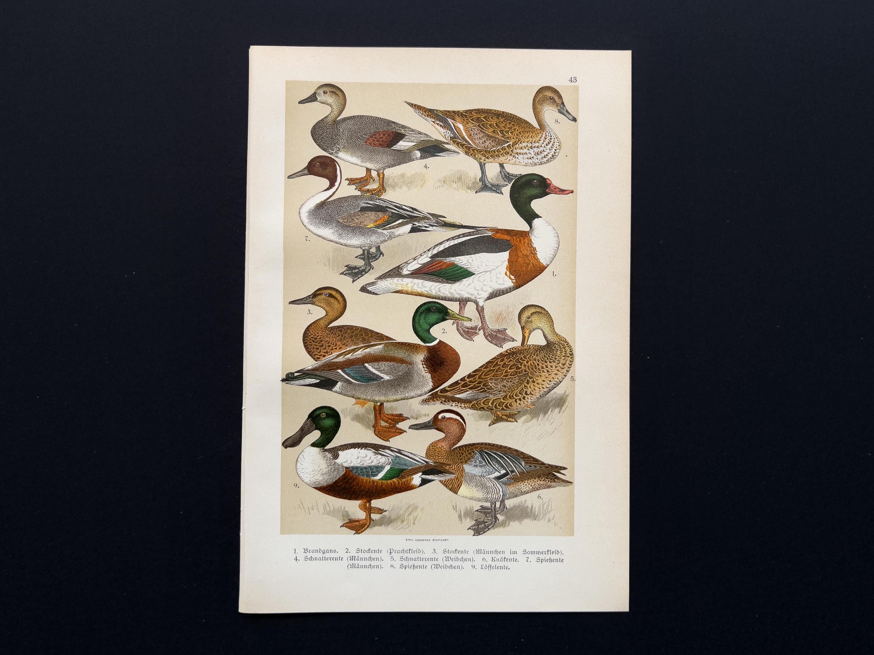 1905年 アヒルの種類 – アンティークリトグラフ – 鳥類学の版画