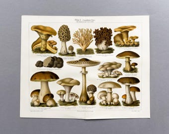 1905 – Eetbare paddestoelen | Antieke chromatografie | Historische paddenstoelenprint