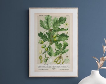 1894 English Oak – Antique Lithograph – Botanical Illustration