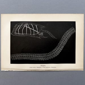 May include: A vintage black and white illustration of a Salpen, a marine invertebrate. The detailed drawing shows the creature's body structure and a long, chain-like appendage. The artwork is on aged paper.