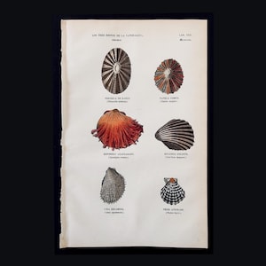 1857 Buffon | Muscheln & Meerestiere – Antiker handkolorierter Holzstich