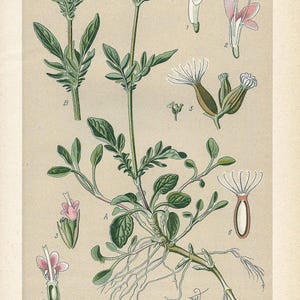 Valeriana dioica (Valeriána dioica) – Litografia antica del 1894