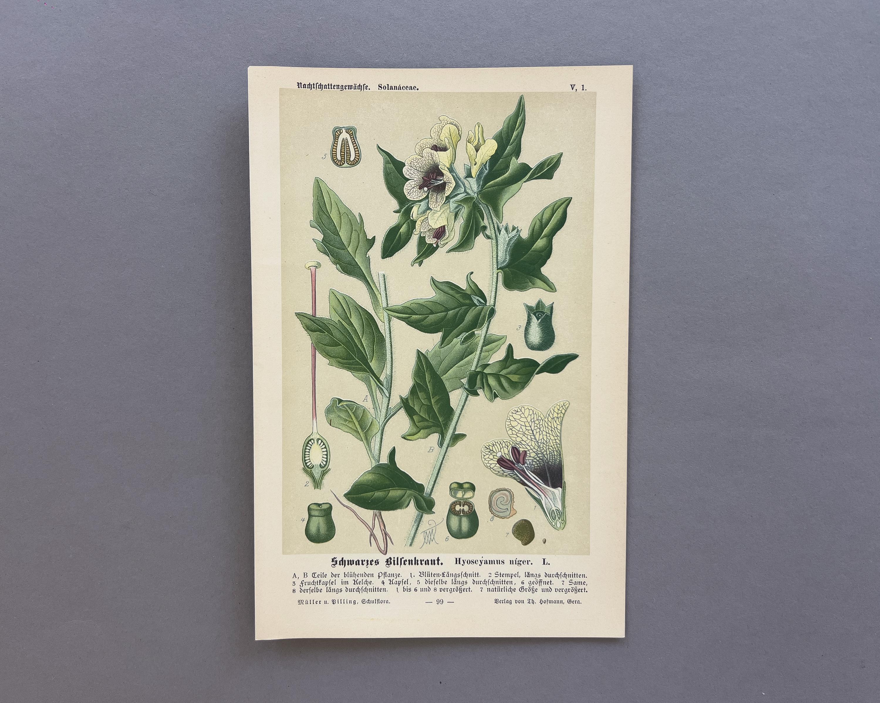 1894 Black henbane – Antique lithograph – Vintage botanical print
