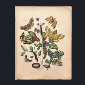 Mariposas de 1876 – Cromolitografía antigua / Huevos dorados y polilla zarzamora