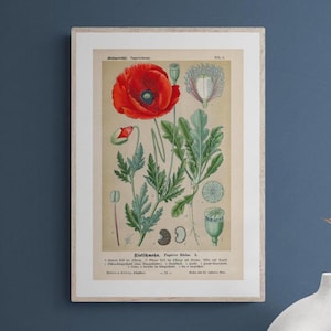 Klatschmohn (Papaver rhoeas) – Antike Original-Lithografie von 1894 – Botanische Illustration