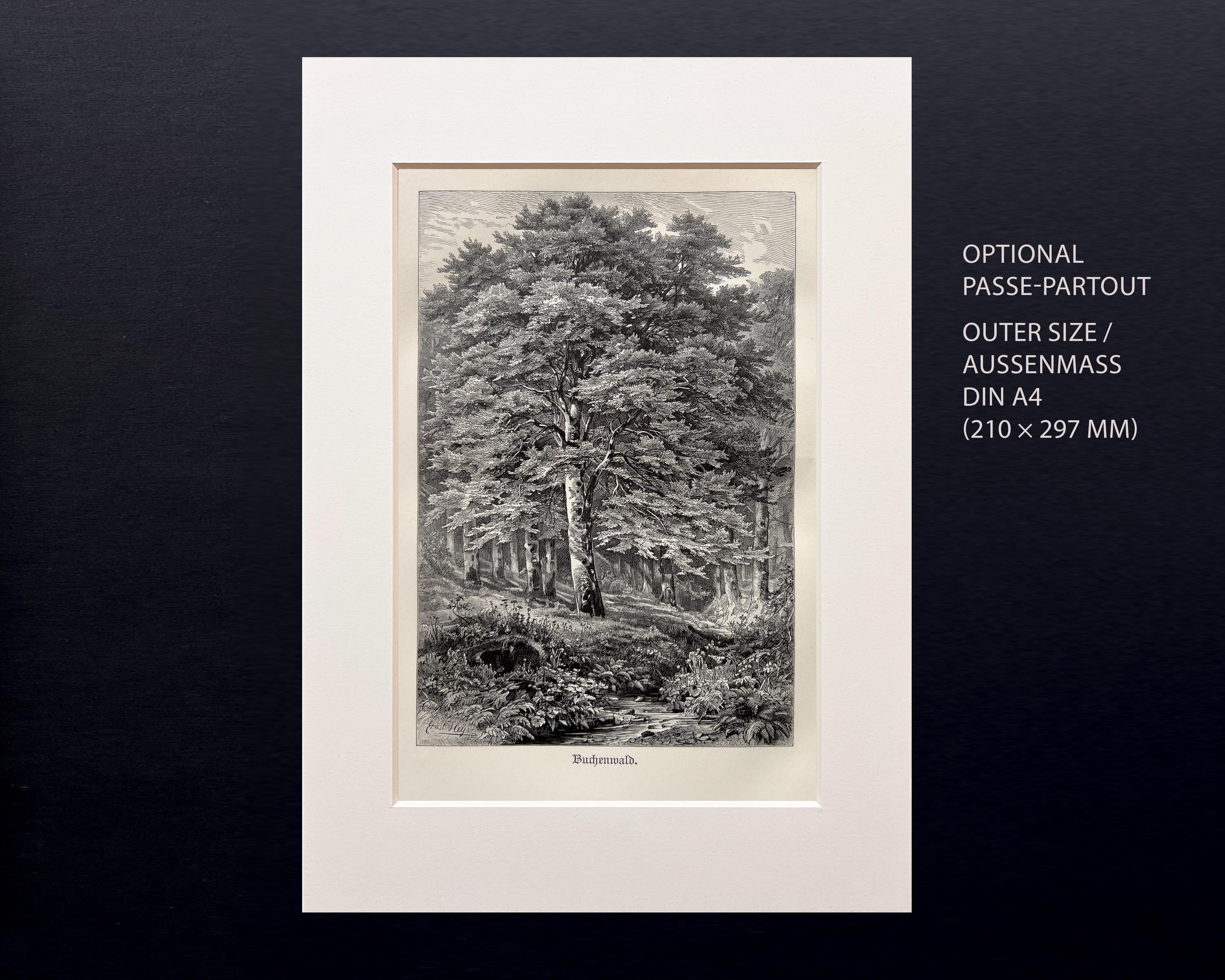 1888年 ブナの森 – アンティーク木版画 | ヴィンテージ植物画 - Etsy 日本