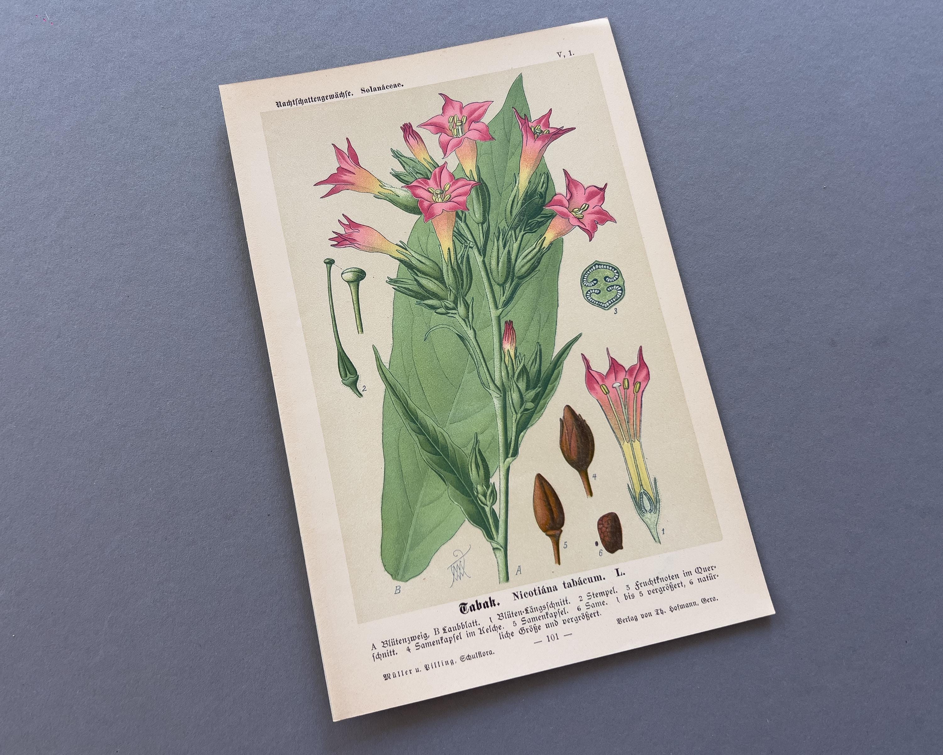 1894年 タバコ – アンティーク石版画 | 植物画 | Nicotiana tabacum