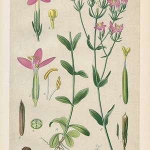 Common Centaury (Erythraea centaurium) | Antique Lithograph from 1894 | Vintage Botanical Print