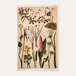 Fleurs alpines de 1904 et flore de haute montagne – Chromolithographie ancienne