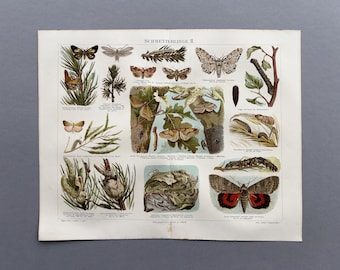 1890 – Butterflies II | Antique Original Chromolithograph | Insect Print